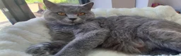 Mixed Breed cats for sale: Beautiful Mixed Breed British Short Hair Kittens - Advert 3