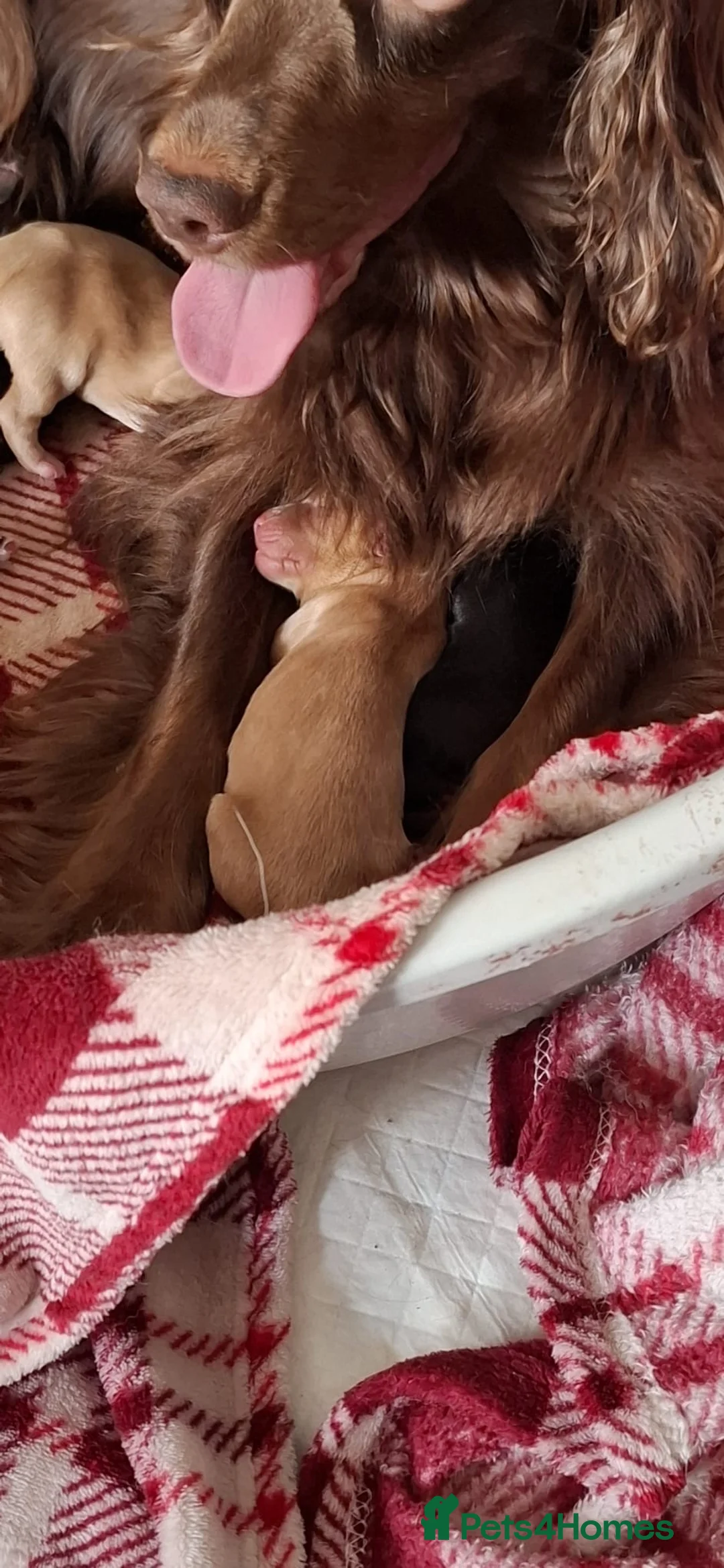 Cockapoo dogs for sale: Cockapoo puppies for sale in Walsall - Advert 2