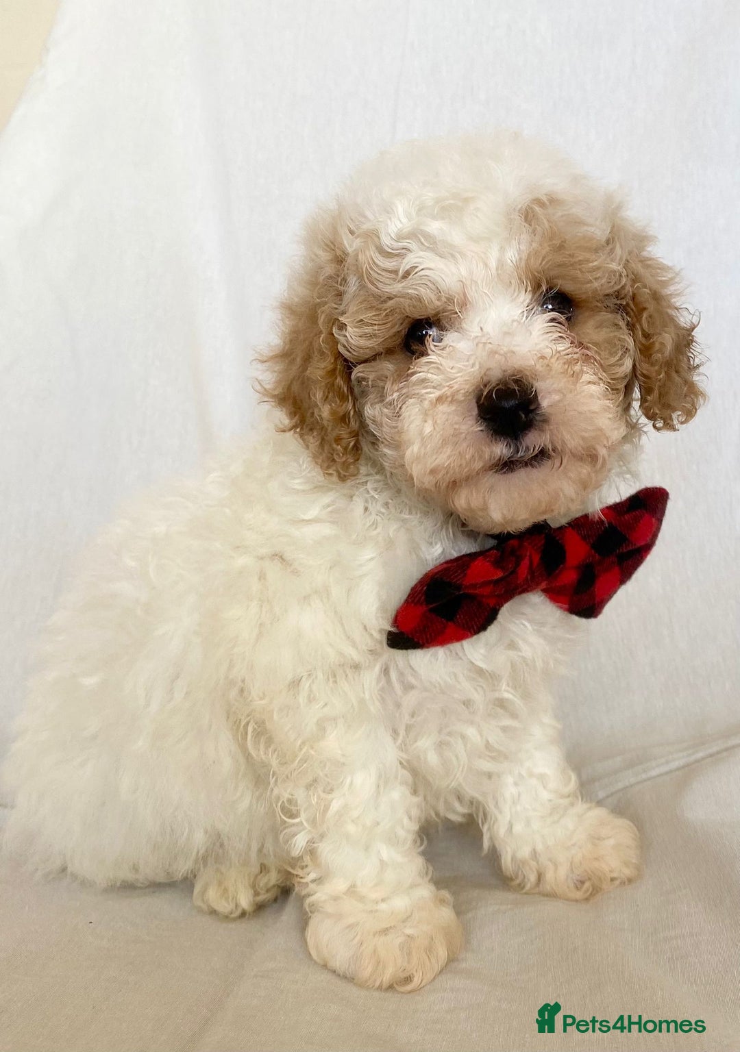 Cavapoo dogs for sale: Beautiful Cavapoo’s - Image 13