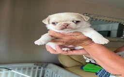 Pug dogs for sale: 1 gorgeous pug boy  - Image 3