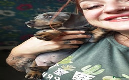 Dachshund dogs for sale: Ready now, last 3 Dachshund Puppies - Image 15