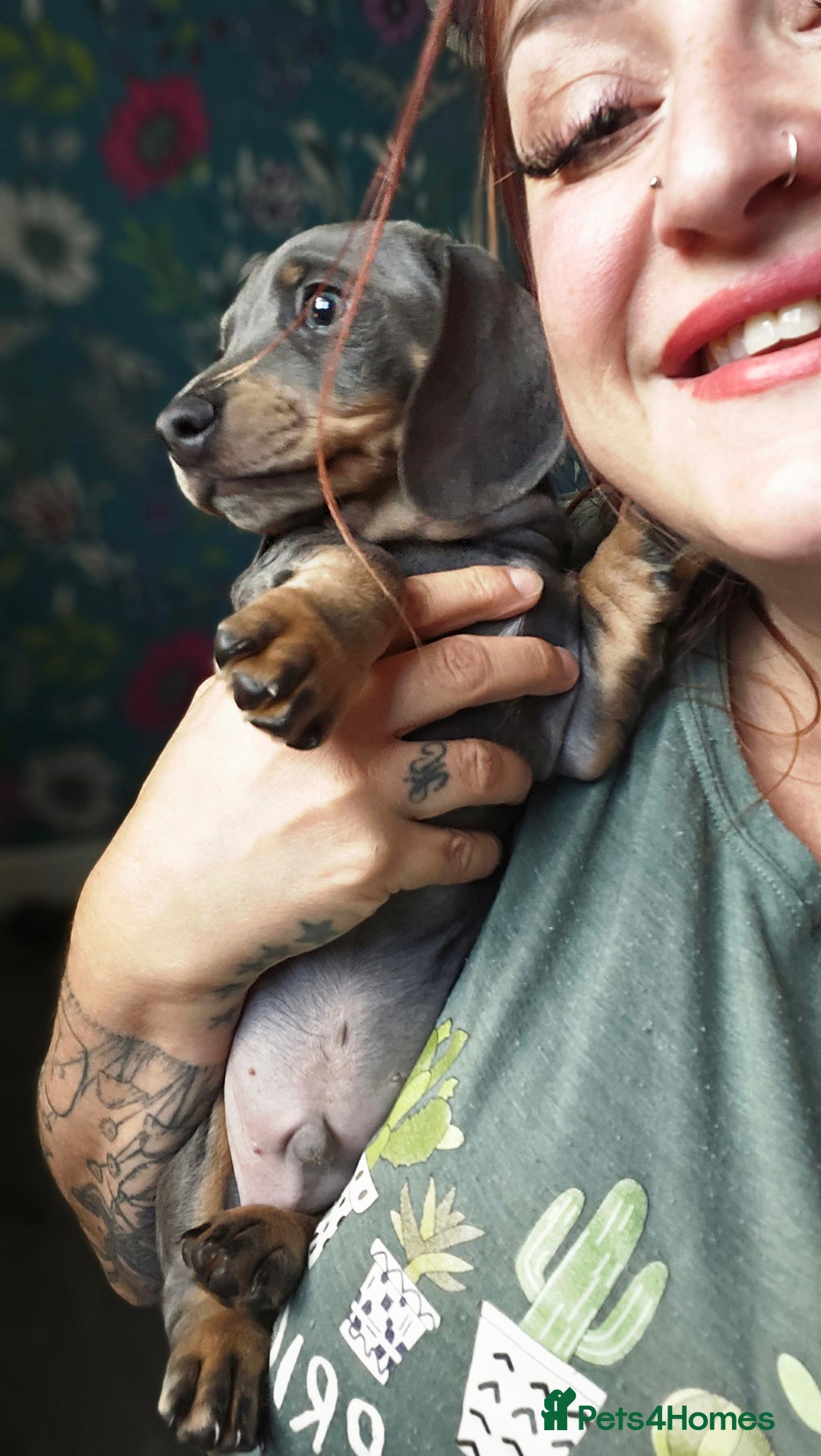 Dachshund dogs for sale: Ready now, last 3 Dachshund Puppies - Image 15