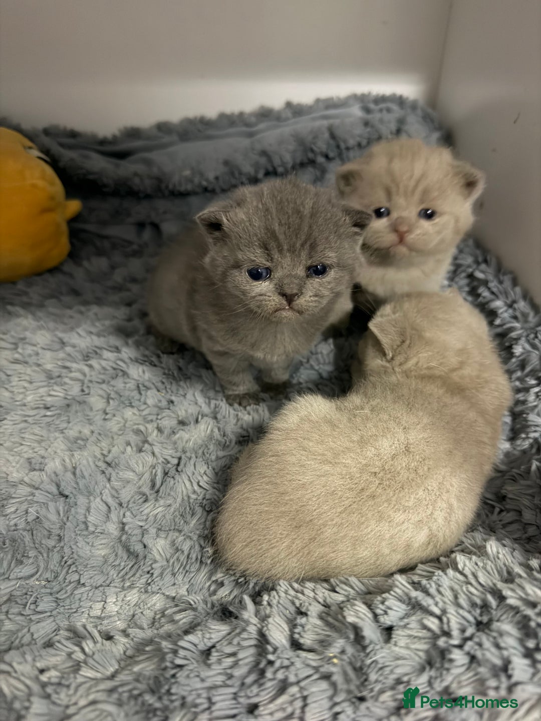 British Shorthair cats for sale: British short hair kittens  - Advert 6