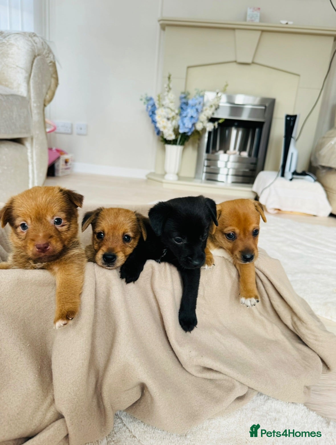 Patterjack dogs Beautiful patterjack puppies  - Advert 1
