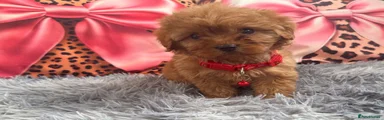 Cavapoo 2