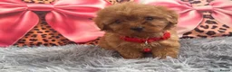 Cavapoo dogs for sale: Adorable poppies - Advert 11