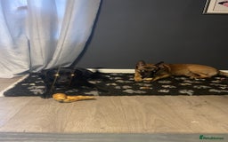 Mixed Breed dogs for sale: Belgian malinois x Labrador puppies  in Kettering - Image 10