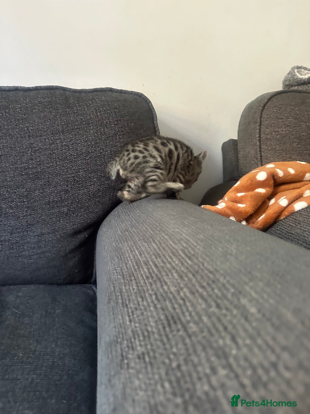 Manx cats for sale: Beautiful Banx Kittens  - Image 8