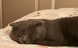 British Shorthair cats for sale: Beautiful Gentle Male British Shorthair - Image 5