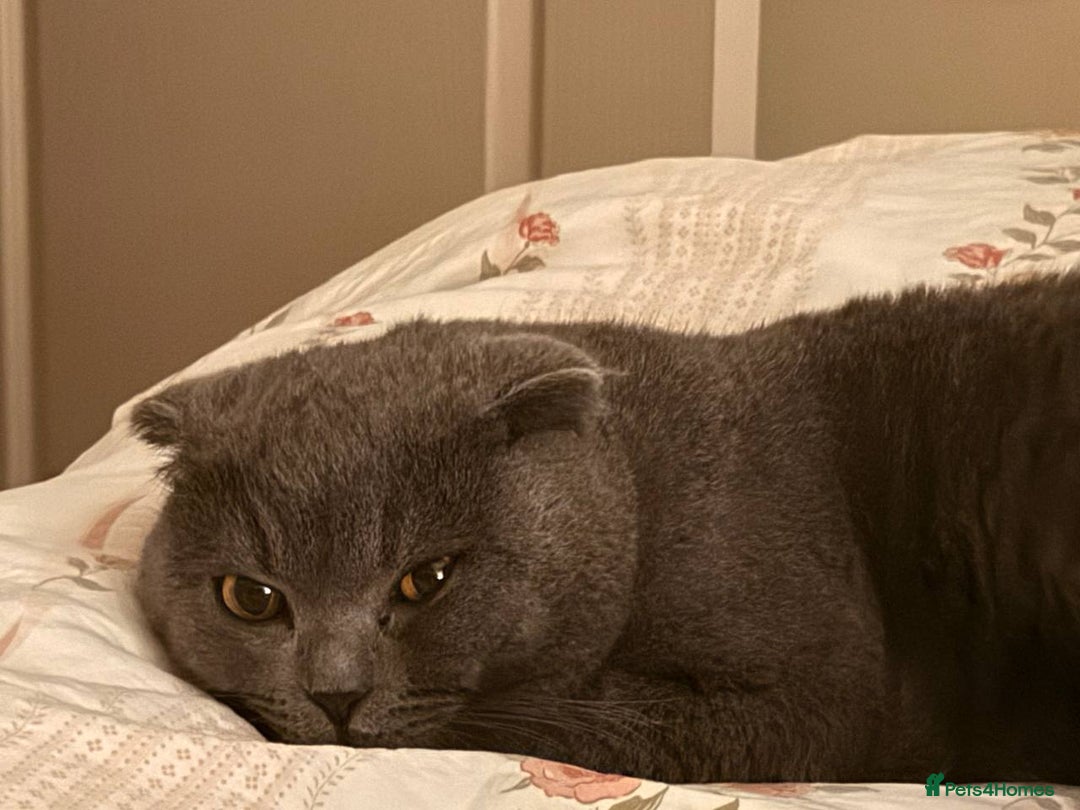 British Shorthair cats for sale: Beautiful Gentle Male British Shorthair - Image 5