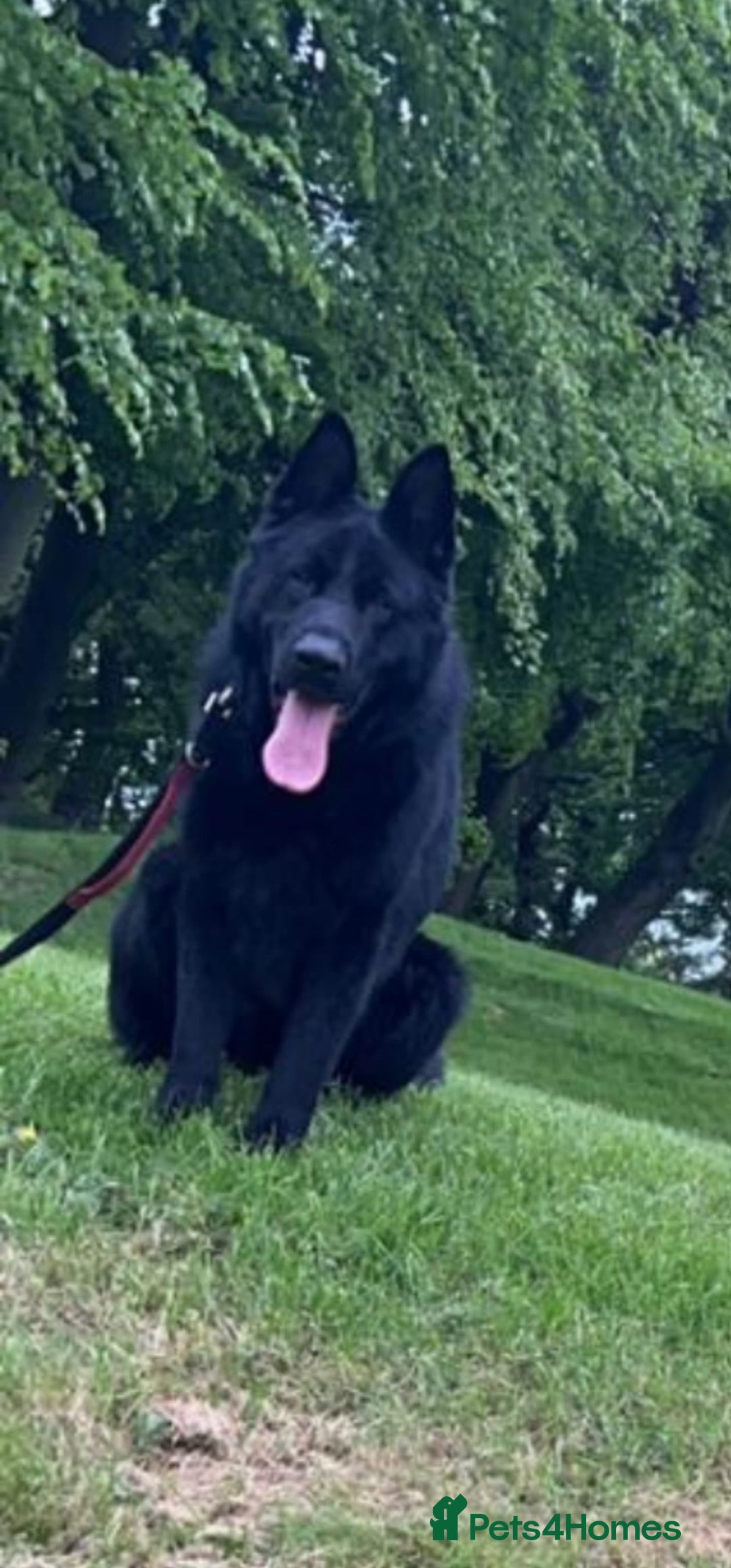 German Shepherd dogs for sale: German Shepherd puppies for sale - Advert 13