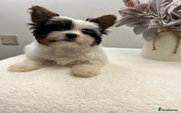 Biewer Terrier dogs for sale: ✨ Beautiful Biewer x Biro Terrier Puppies✨   - Image 19