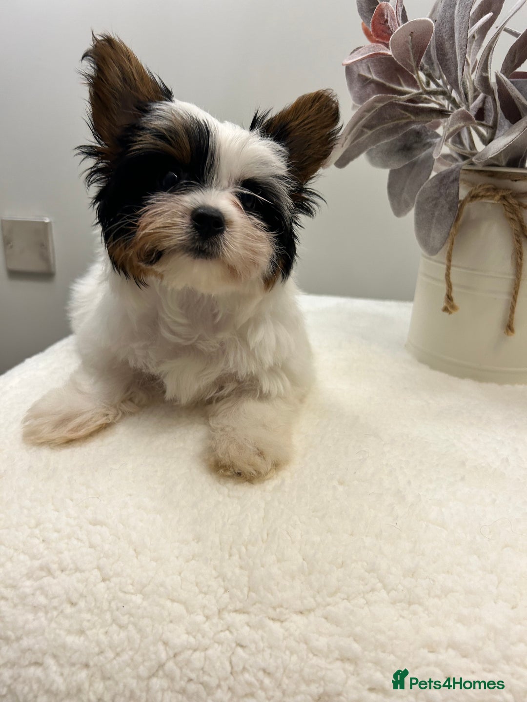 Biewer Terrier dogs for sale: ✨ Beautiful Biewer x Biro Terrier Puppies✨   - Image 19