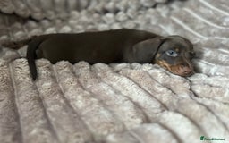 Dachshund dogs for sale: Dachshunds mini puppies   - Image 37