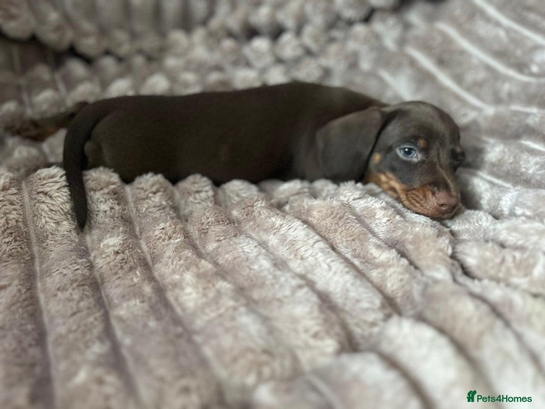 Dachshund dogs for sale: Dachshunds mini puppies   - Image 37