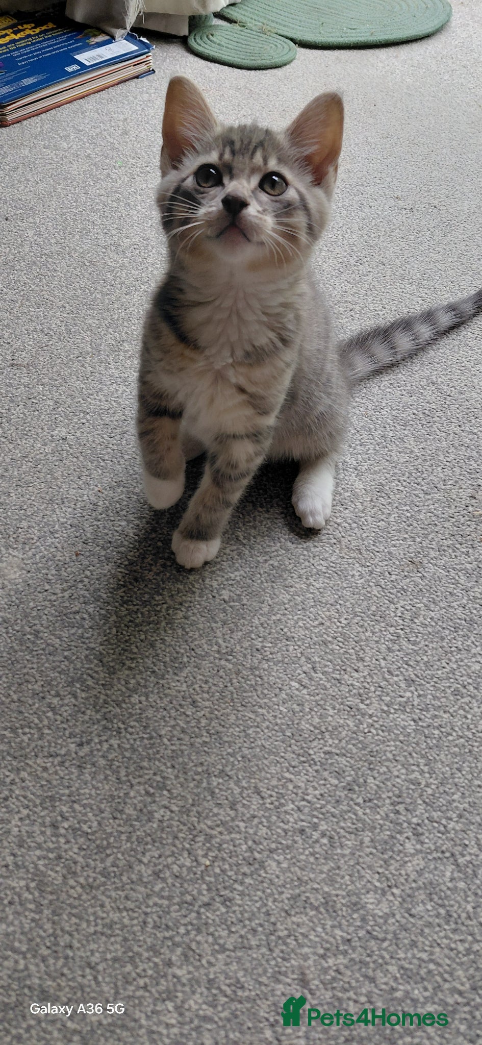 Siberian cats Adorable Playful Boy / Bengal, Calico mix breed - Advert 1