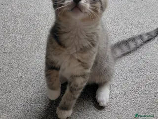 Siberian cats Adorable Playful Boy / Bengal, Calico mix breed - Advert 1