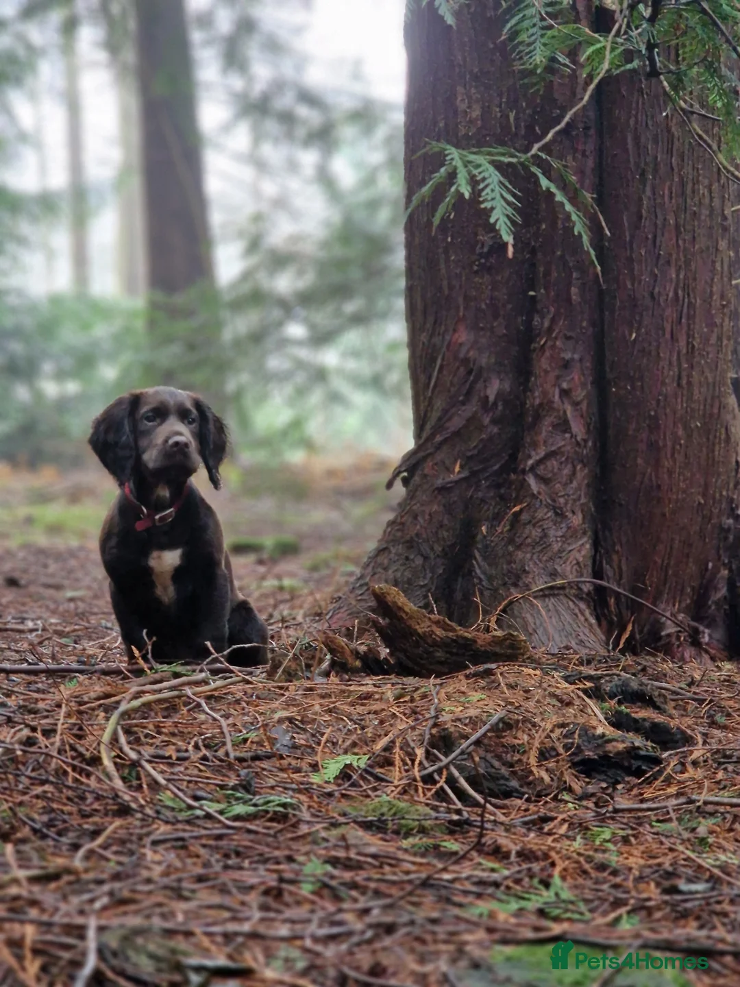 Cocker Spaniel dogs for sale: One Available Cocker Spaniel Puppy Ready To View  in Horncastle - Advert 19