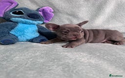 French Bulldog dogs for sale: 5 Male French Bulldog Puppies - Image 12