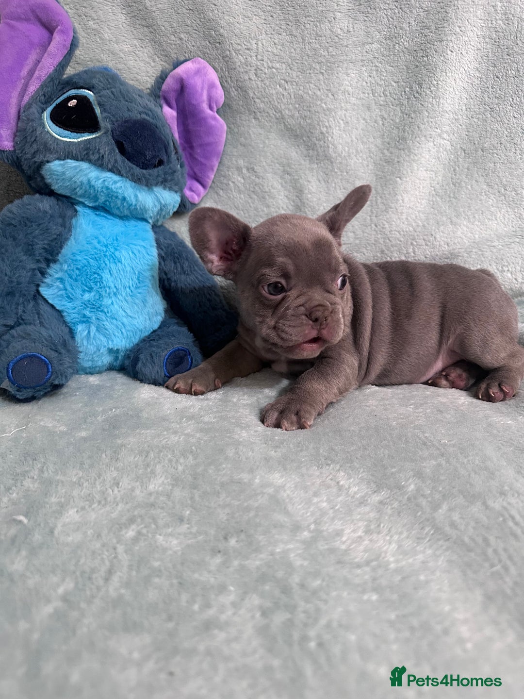 French Bulldog dogs for sale: 5 Male French Bulldog Puppies - Image 12