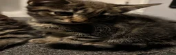 Mixed Breed cats for sale: Cute Kittens For Sale - Advert 12