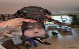Dachshund dogs for sale: Dachshund Puppy 8 dark blue - Dachshunds  - Image 1