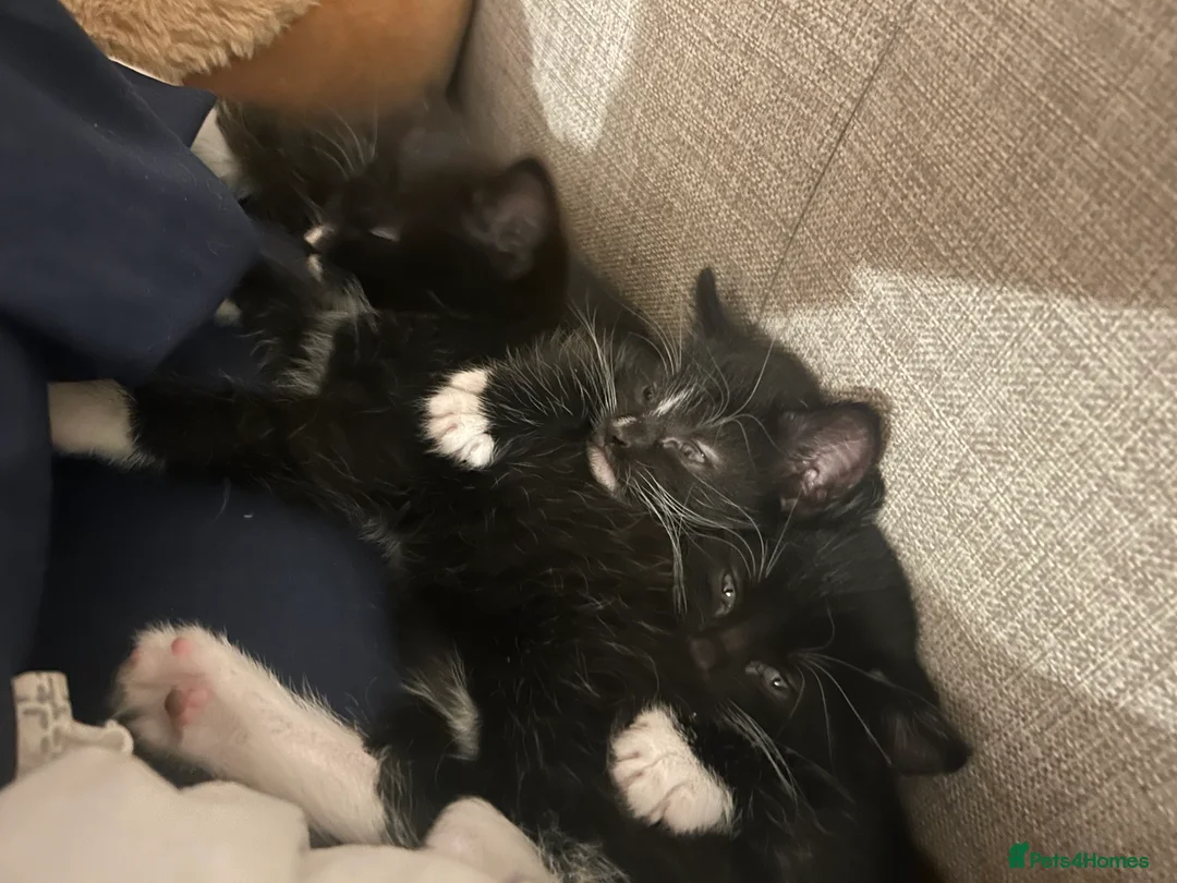 Mixed Breed cats for sale: Betty and Barney looking for homes  - Advert 2