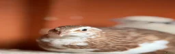 Quail poultry for sale: 17 Mixed Colour Coturnix Quail Hens and Roos - Advert 3