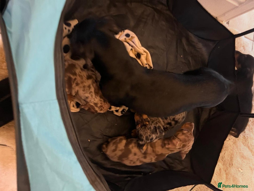 Dachshund dogs for sale: Dachshund puppies  - Advert 28