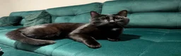 Mixed Breed cats for sale: Beautiful cuddly cat  - Advert 2