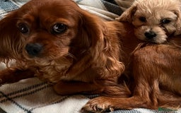 Cavachon dogs for sale: 1 Cavachon boy left  - Image 4