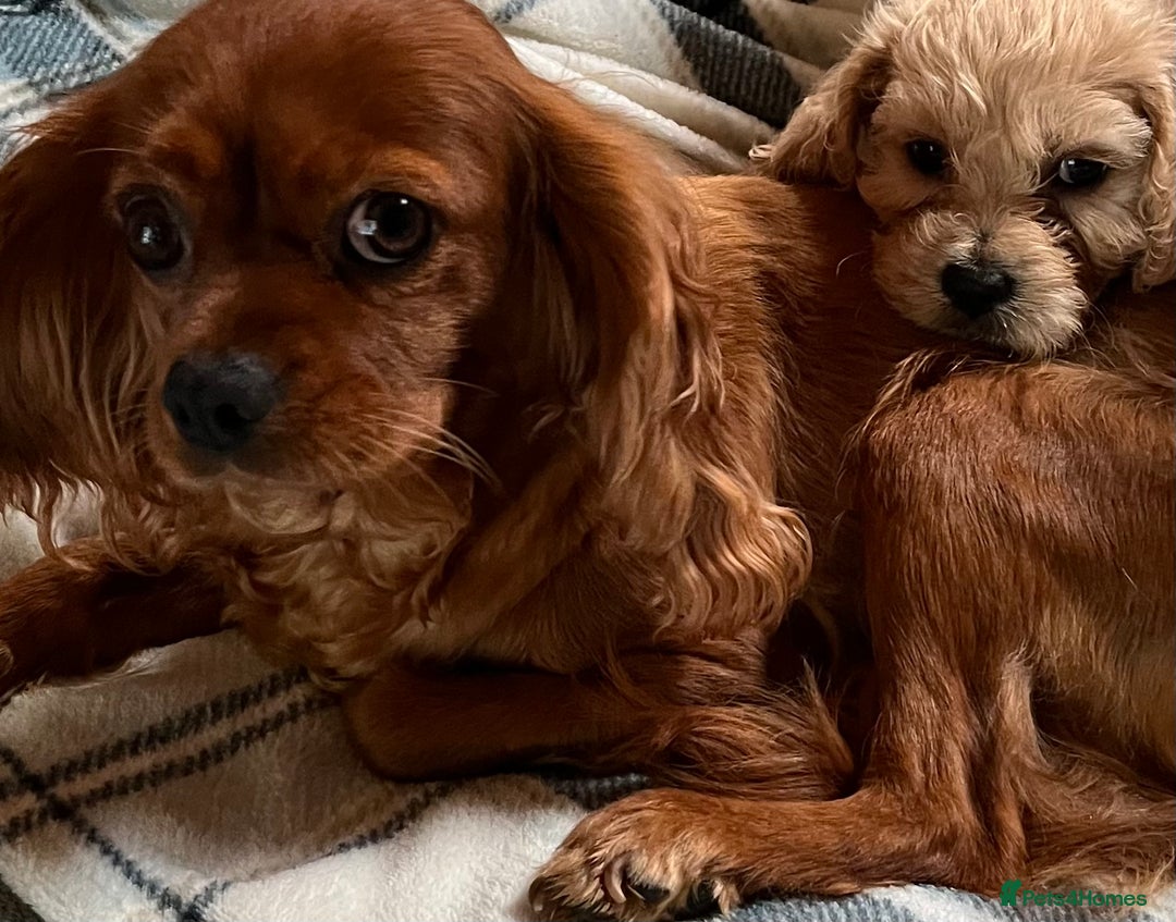 Cavachon dogs for sale: 1 Cavachon boy left  - Image 4