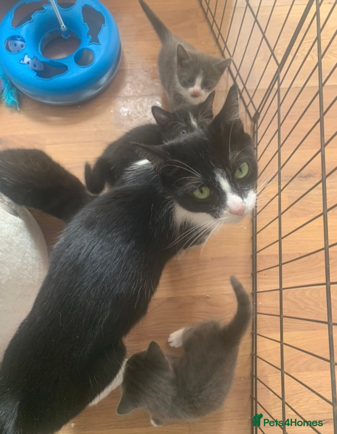 Mixed Breed cats for sale: Beautiful Grey girl  - Image 4