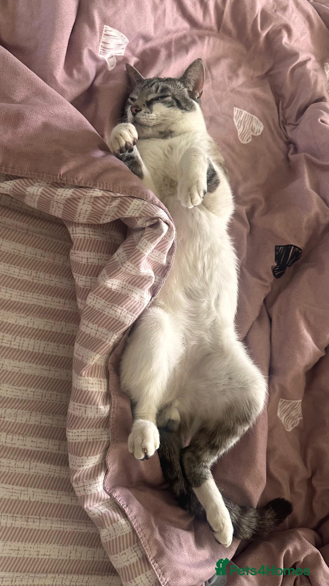 Mixed Breed cats for sale: Finding a lovely family for Puffin - Advert 4