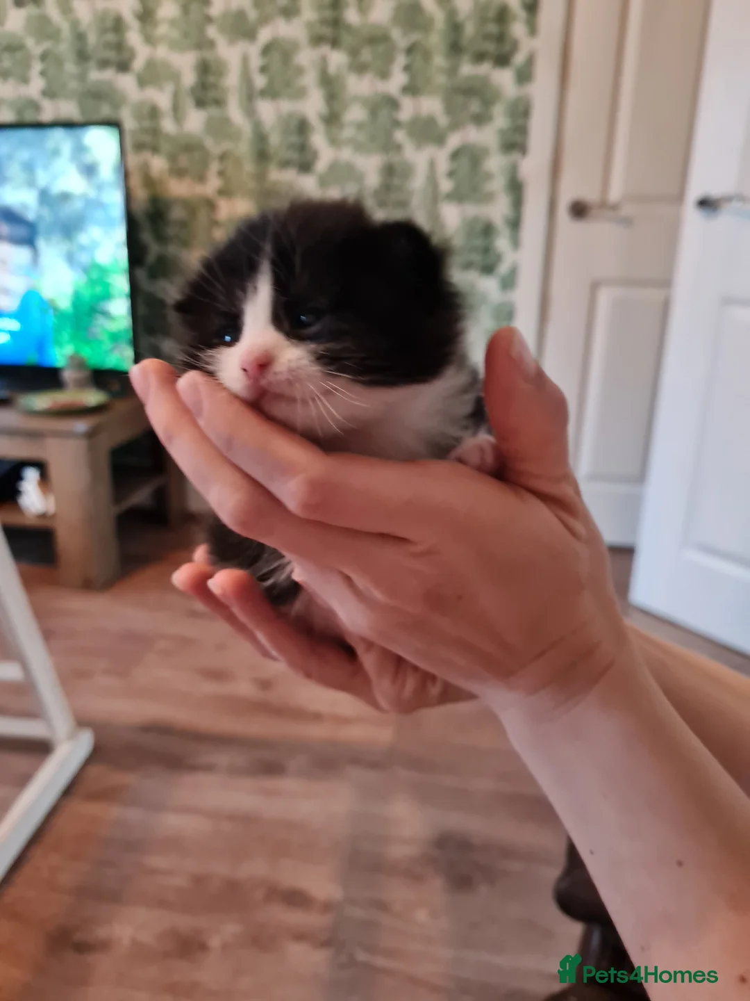 Mixed Breed cats for sale: Fluffy cute chunky kittens! - Advert 13