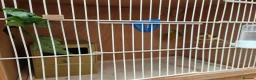 Canaries birds for sale: Male & Female Canaries for sale - Advert 6