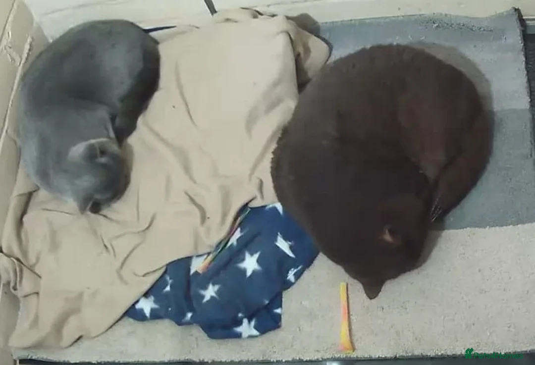 British Shorthair cats for stud:  GCCF registered STUD CHOCOLATE B blood group  in Beaconsfield - Advert 6