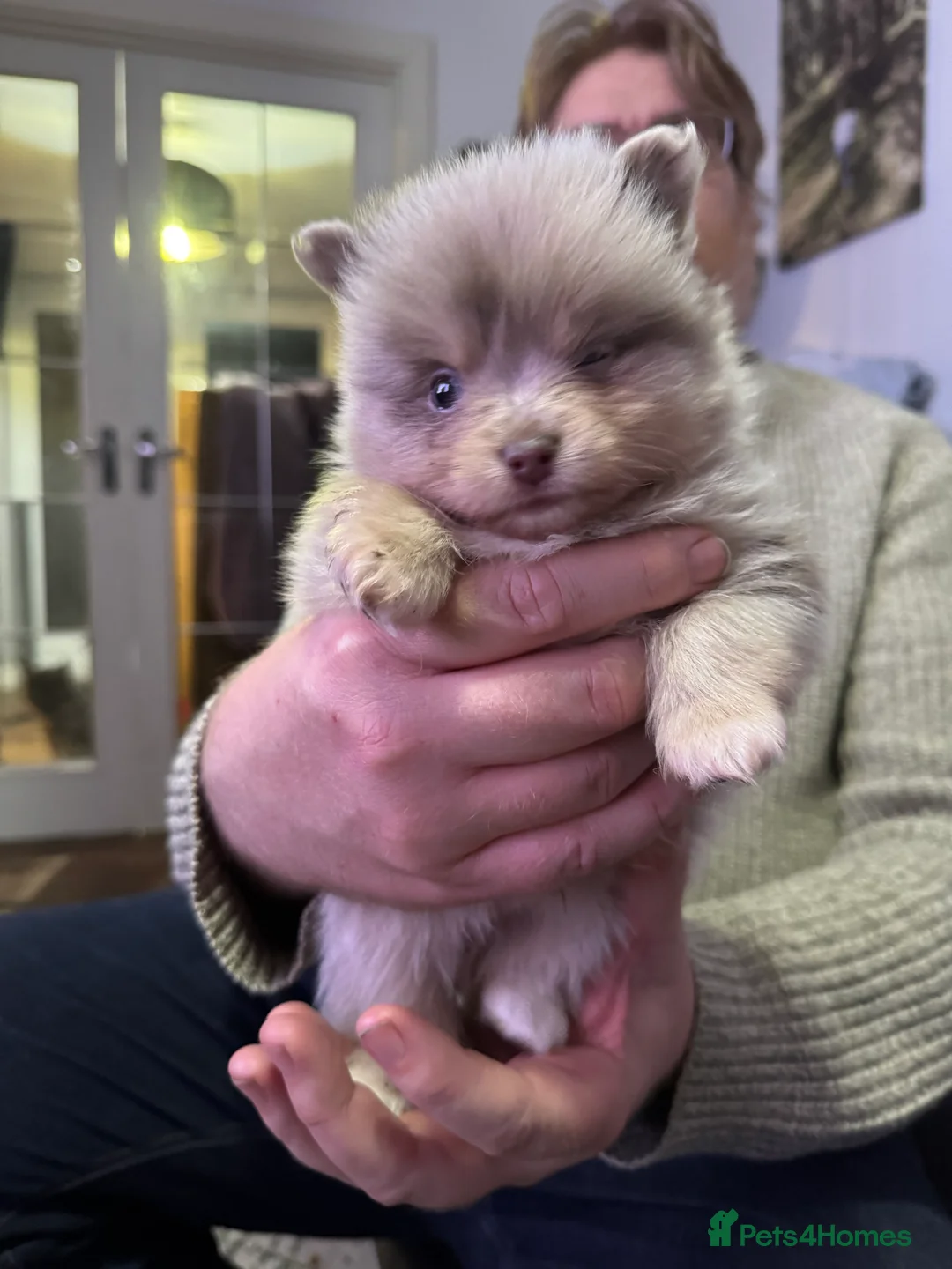 Pomchi dogs for sale: 4 Stunning Pomchi’s  - Advert 7