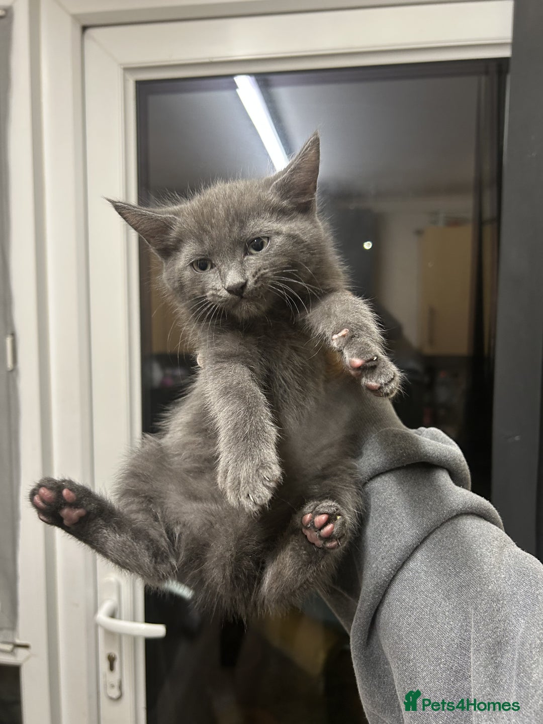 British Shorthair cats for sale: 5x British shorthair kittens for sale - Image 1