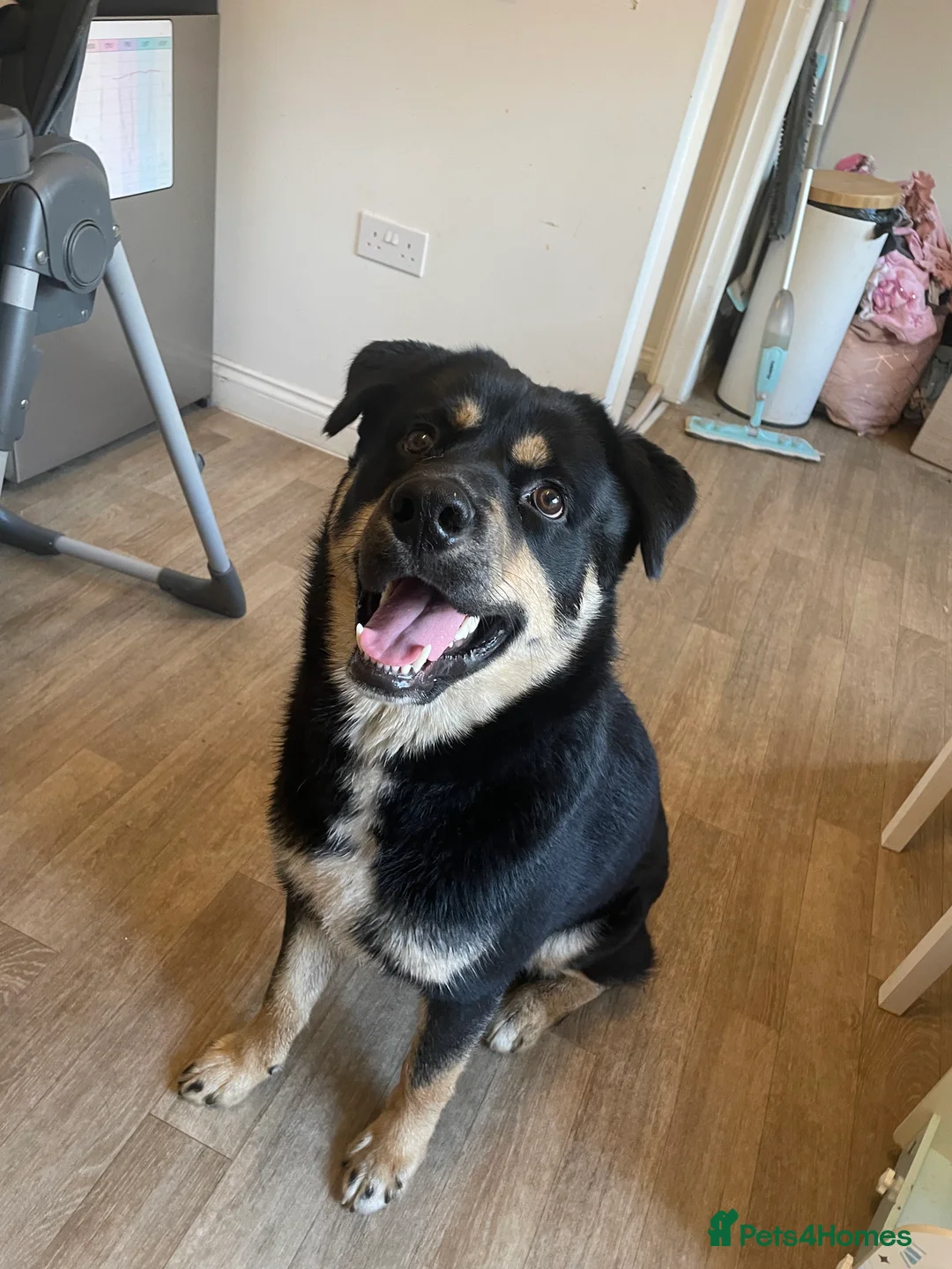 Mixed Breed dogs for sale: Remaining Male Puppy needs rehoming!  - Advert 12