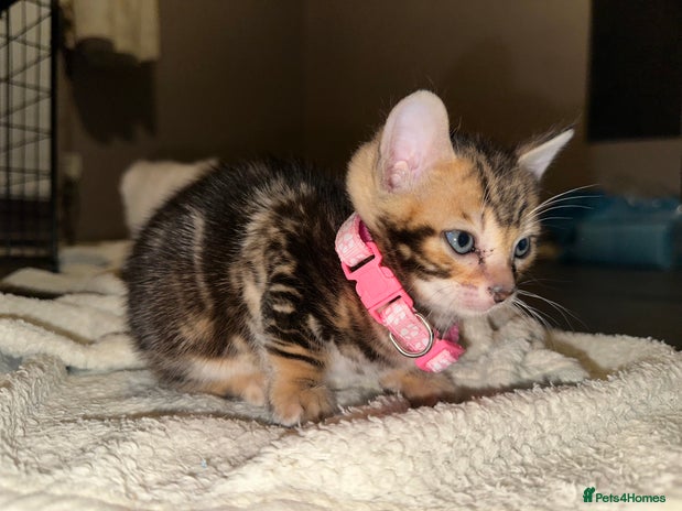 Bengal cats - Advert 1