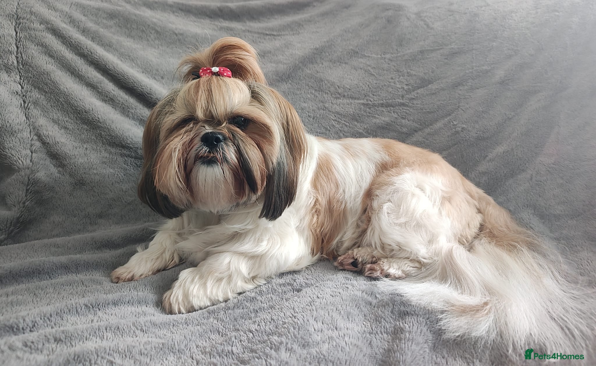 Shih Tzu dogs Shih tzu puppies for sale - Advert 1