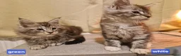 Maine Coon cats for sale: Sweet Maine coon - Advert 12