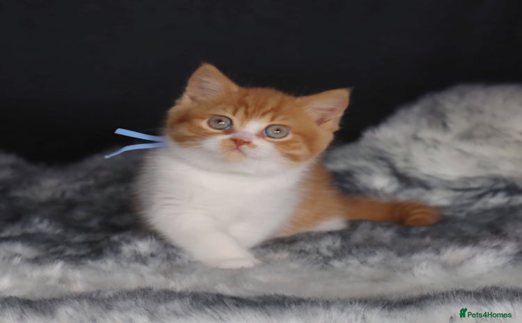 British Shorthair cats - Advert 13