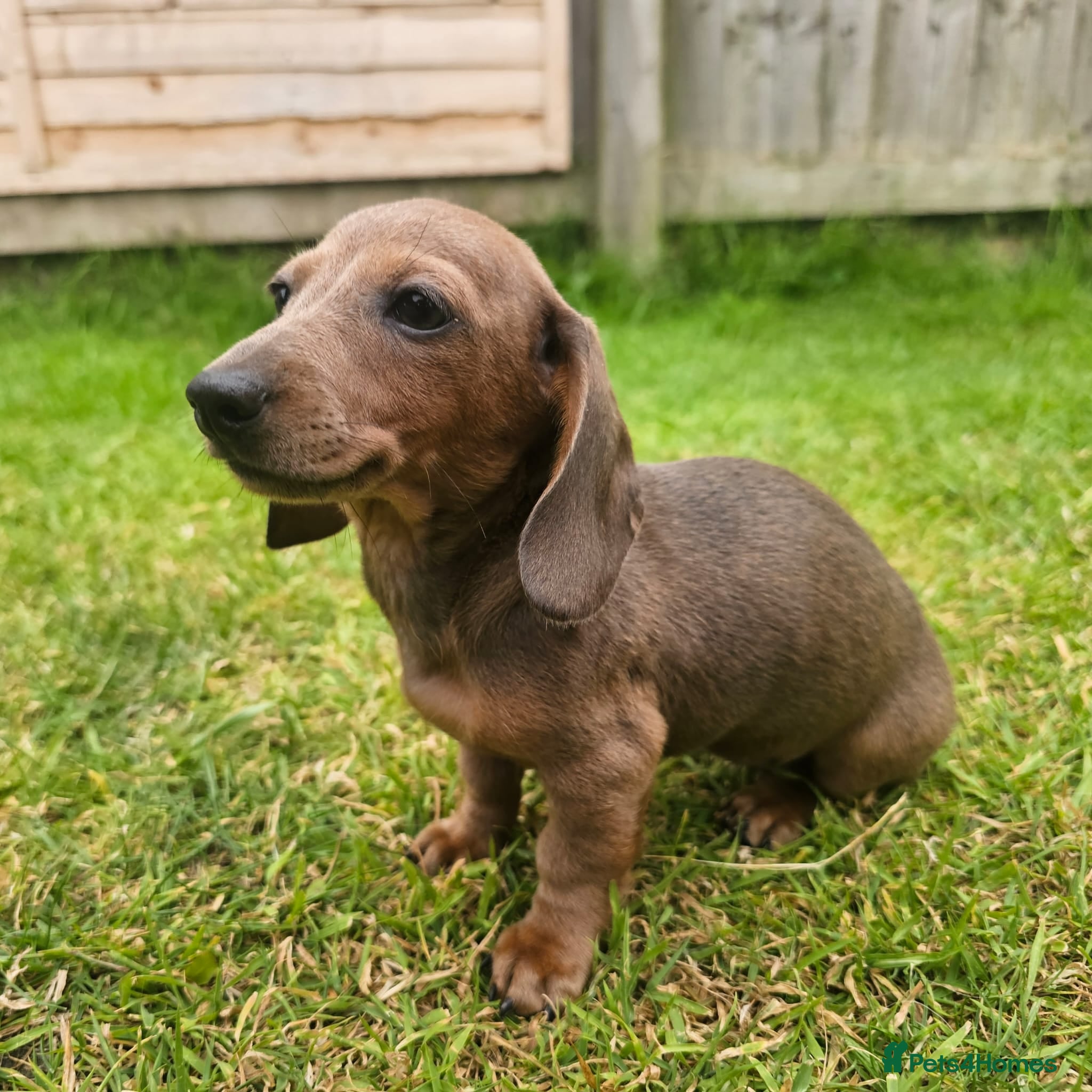 Dachshund dogs Super sweet Dachshund puppies - Advert 11
