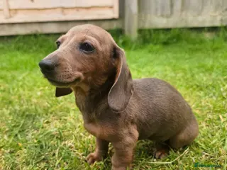 Dachshund dogs Super sweet Dachshund puppies - Advert 11