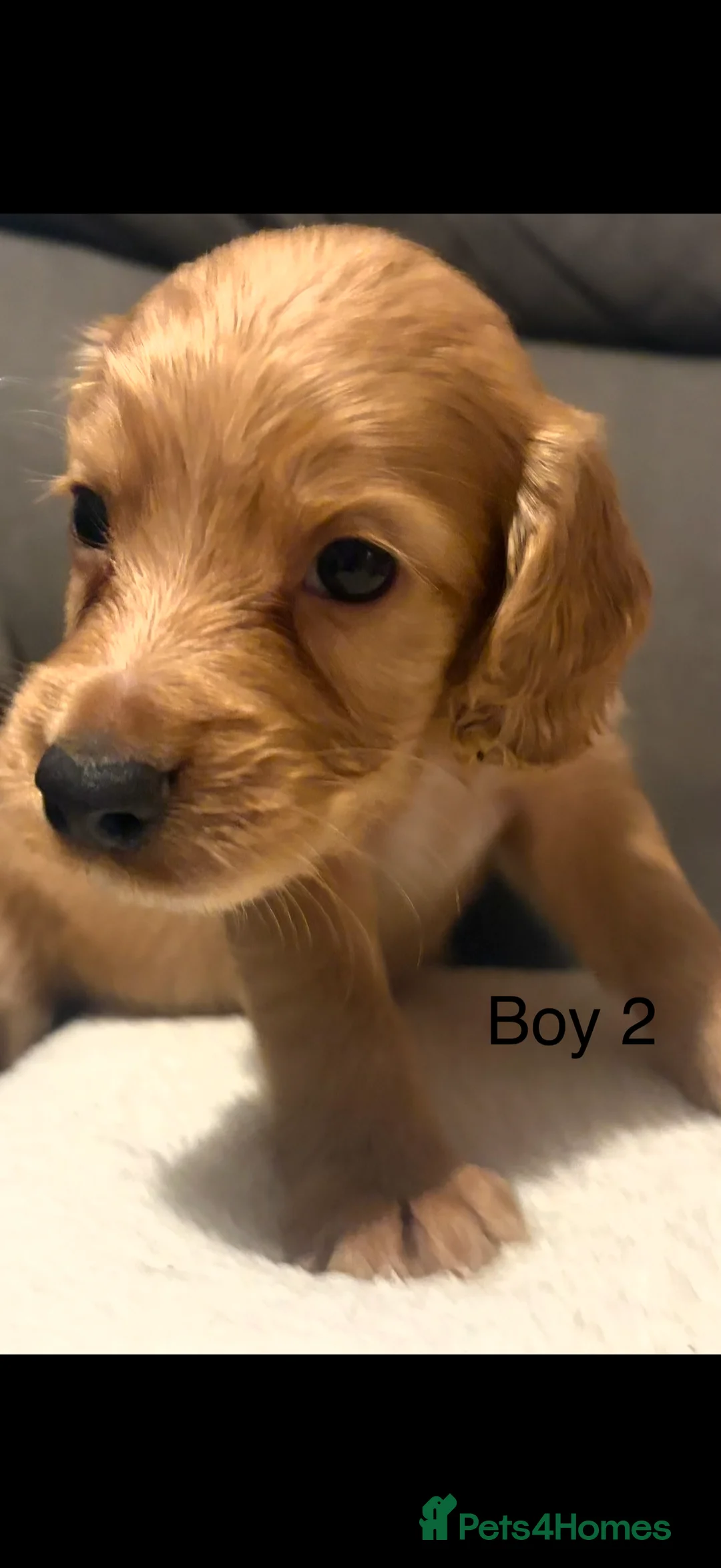 Cocker Spaniel dogs for sale: Red & golden cocker spaniel puppies 🐶 ❤️ - Advert 2