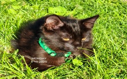 Mixed Breed cats for sale: Norwegian x pixiebob kittens mix available  - Image 35