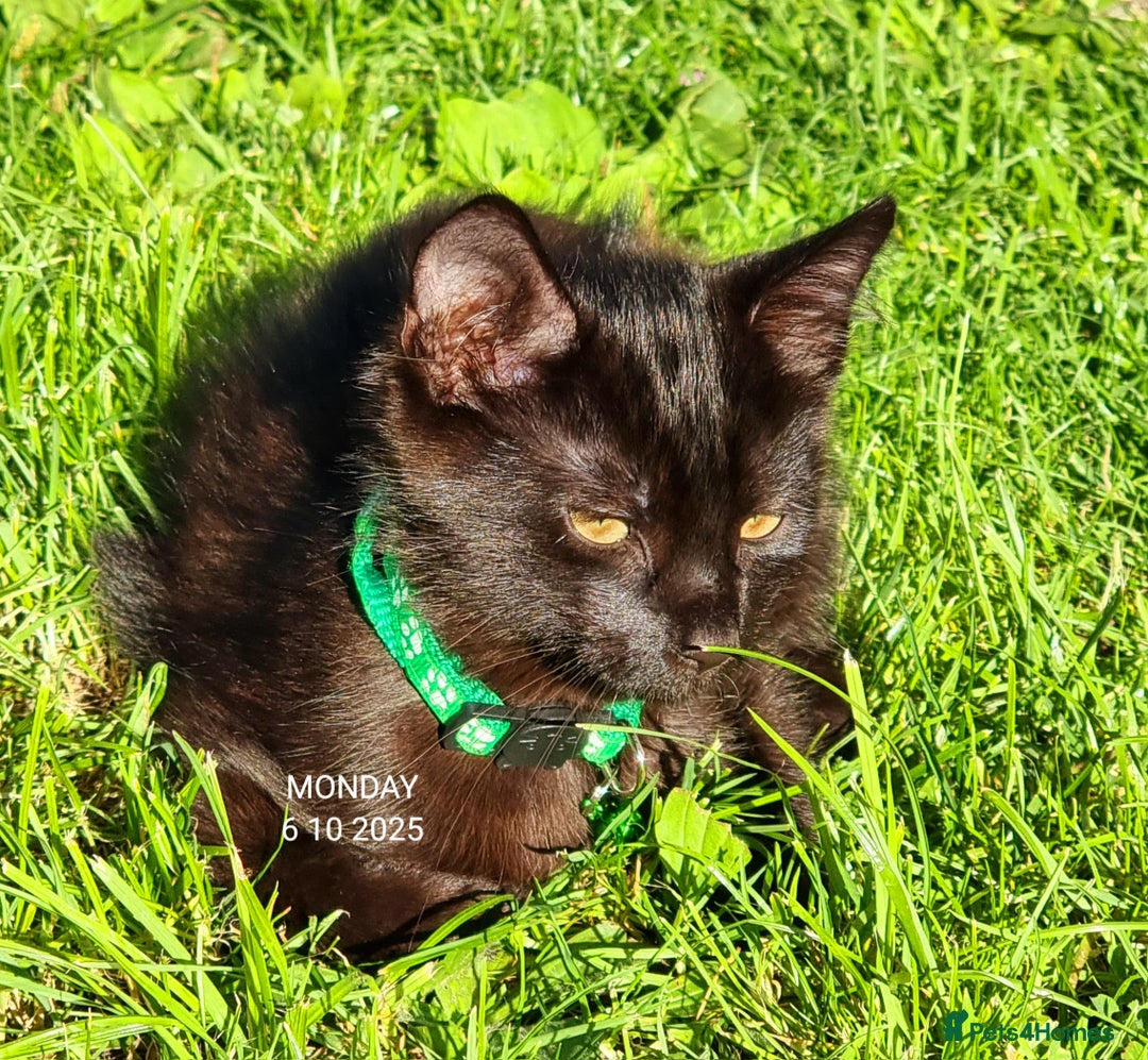 Mixed Breed cats for sale: Norwegian x pixiebob kittens mix available  - Image 35