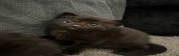 British Shorthair cats for sale: three male kittens for sale  in Wakefield - Advert 6